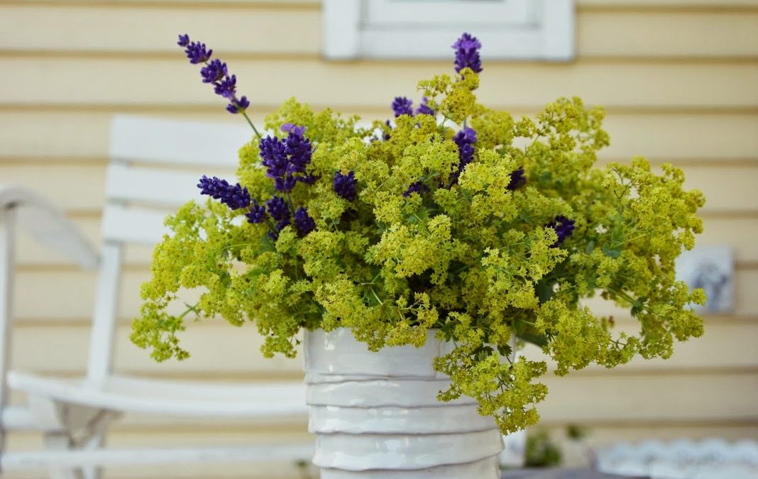 Friday Flowerday – Lavendel trifft Frauenmantel