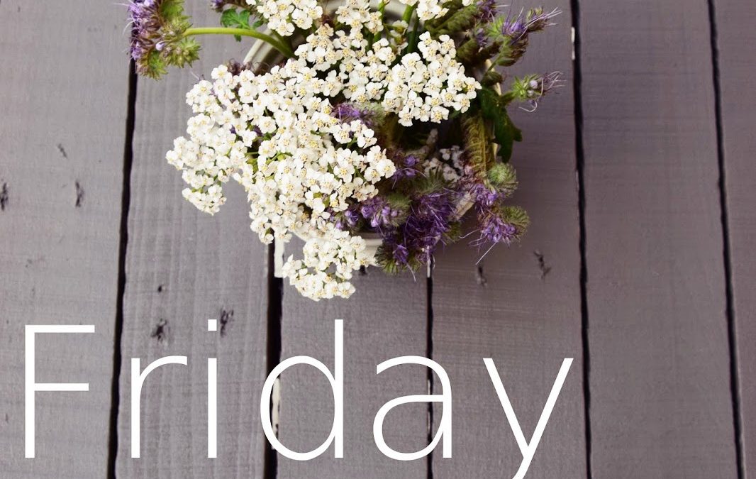 Friday Flowerday – Phacelia umarmt Schafgarbe