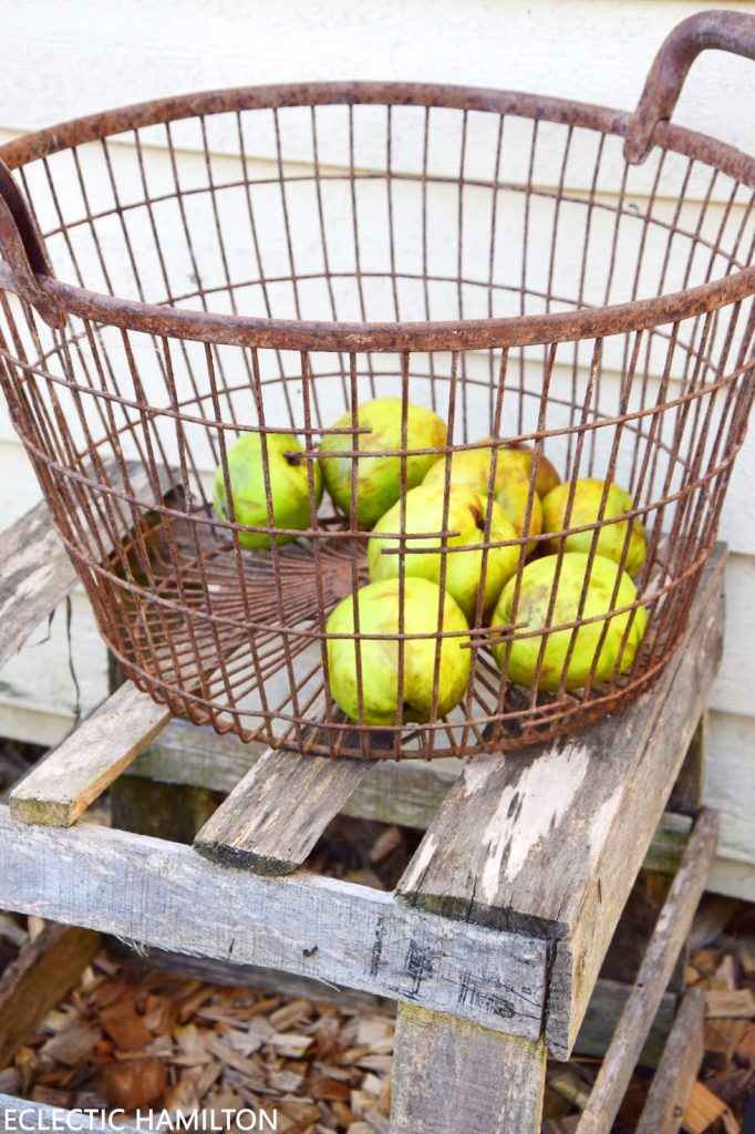 Äpfel sammeln leicht gemacht mit dem Rollsammler! Spätsommer, Herbst, Rücken, Rückenschonend, Tipps, Ratgeber, pflücken