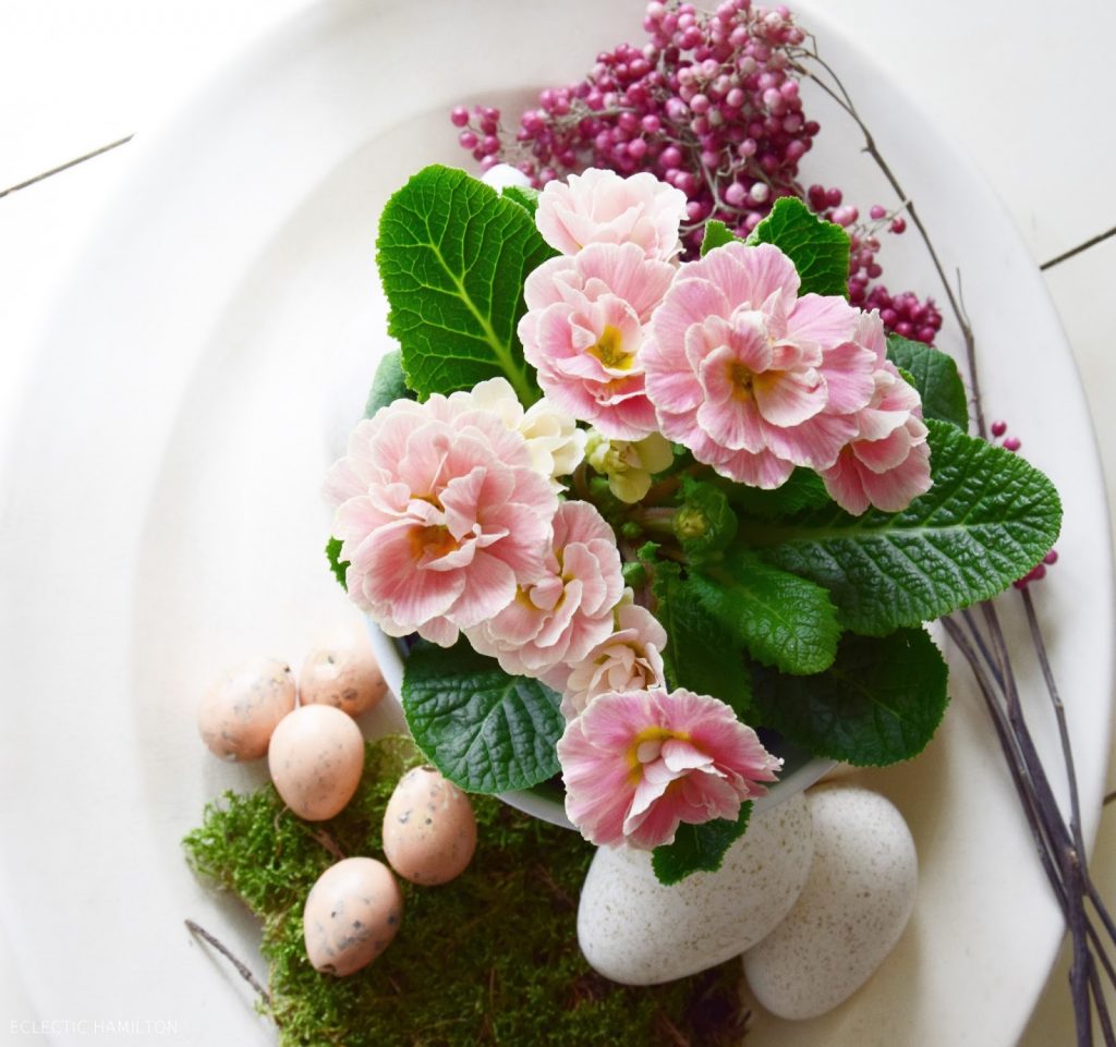 Deko für den Frühling mit der gefüllten Primel, Rosenprimel, Moos, Wachteleier und Bellies. Dekoidee, dekorien mit Natur, Frühlingsdeko frisch und grün, rosa. Tischdeko