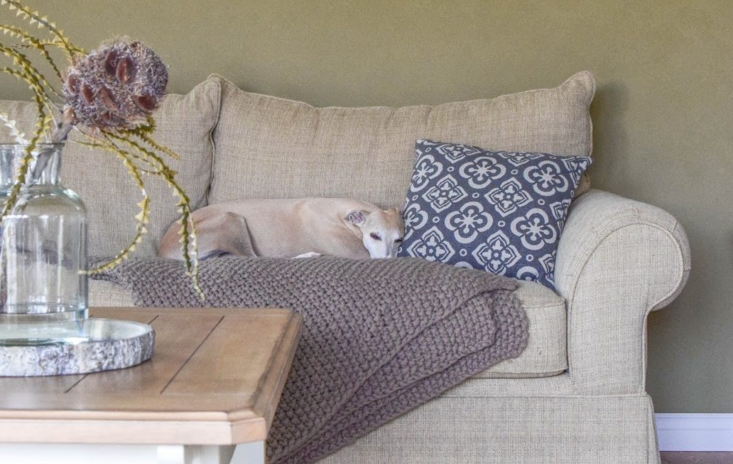 Mein Wohnzimmer, tolle Sofas und die 5-Minuten-Hunde