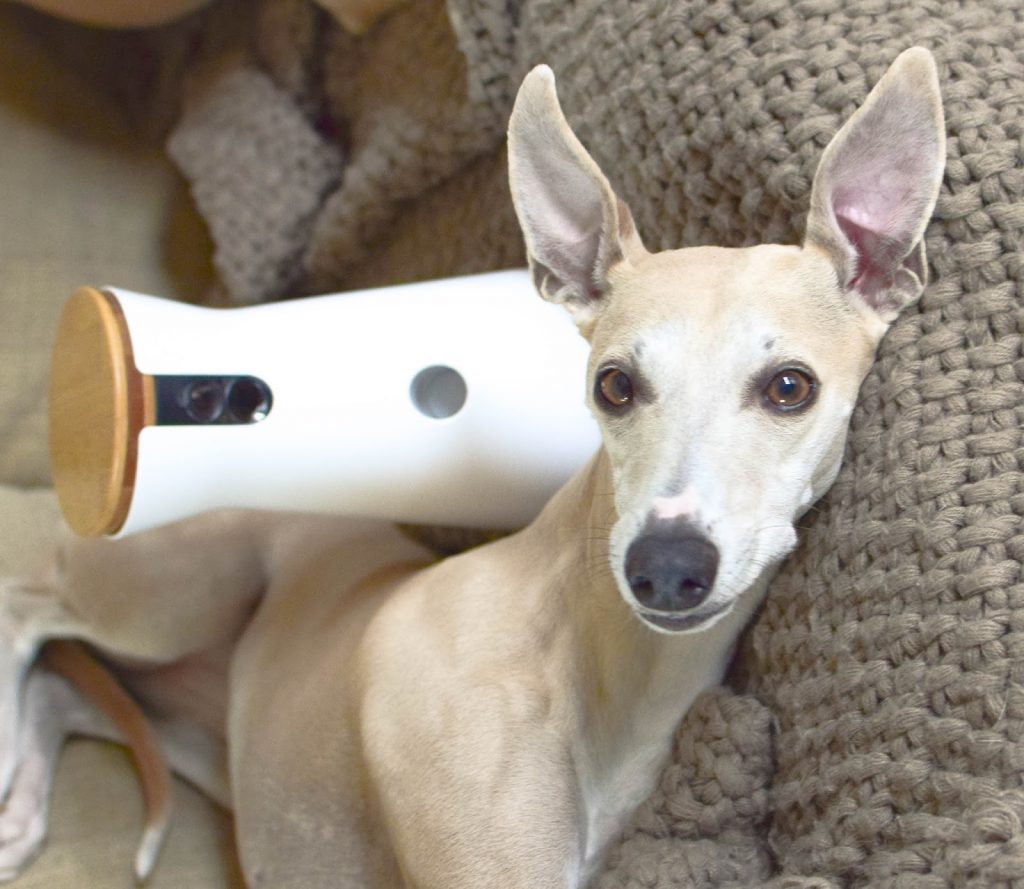 Mein Testbericht zur Furbo Hundekamera: test bericht hund erfahrungsbericht kamera haustiere beobachten