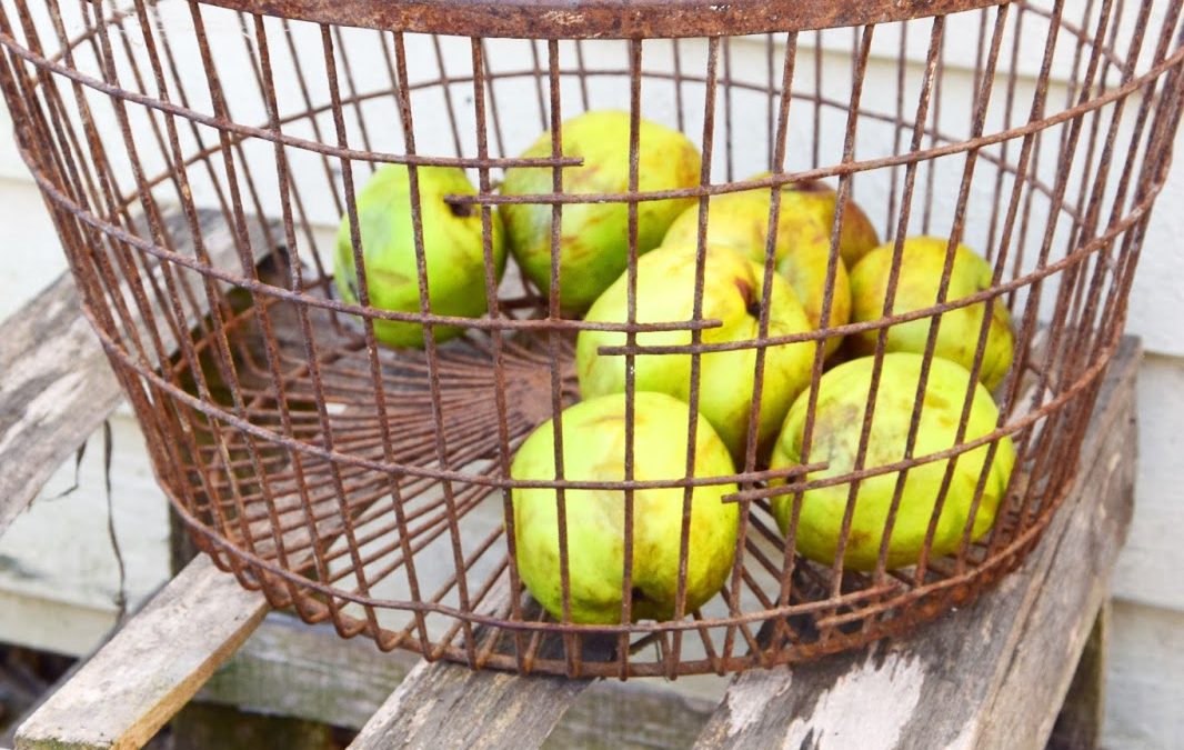 Äpfel aufsammeln leicht gemacht! Der ultimative Tipp zum Mastjahr 2018