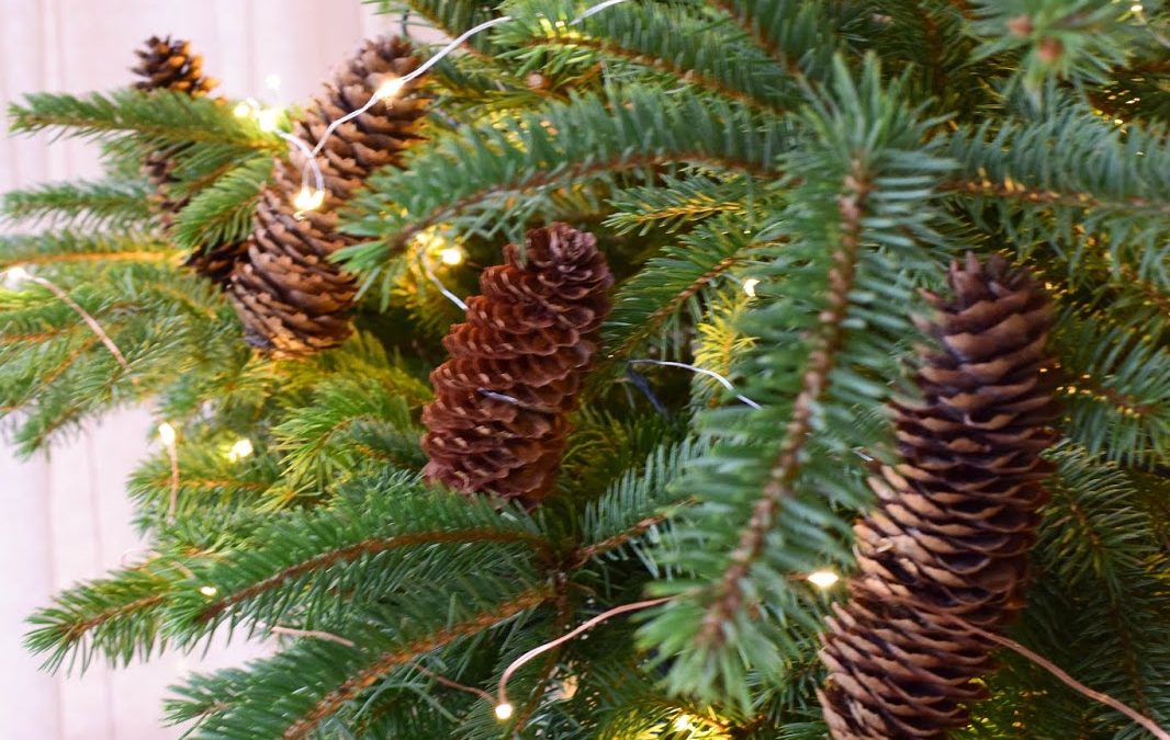 Natürliche Deko für den Weihnachtsbaum: Weihnachtsbaumschmuck basteln!