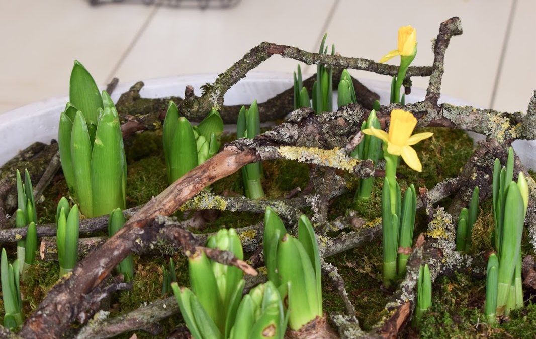Der Frühling zieht ein: Frühlingsblüher und ganz viel Natur für euren Tisch