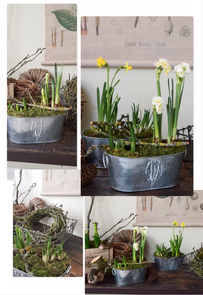 Frühlingsdeko selbermachen basteln mit Narzissen Krokusse Bridal Crown Deko für den Frühling natürlich Frühlingsblüher Moos Zweige