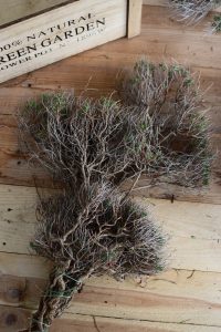 Euphorbia Spinoza kaufen und dekorieren. Naturdeko selber machen. Natürlich dekorieren
