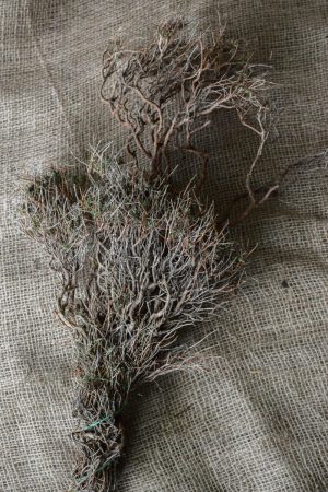 Euphorbia Spinoza getrocknet kaufen und dekorieren. Naturdeko selber machen. Natürlich dekorieren