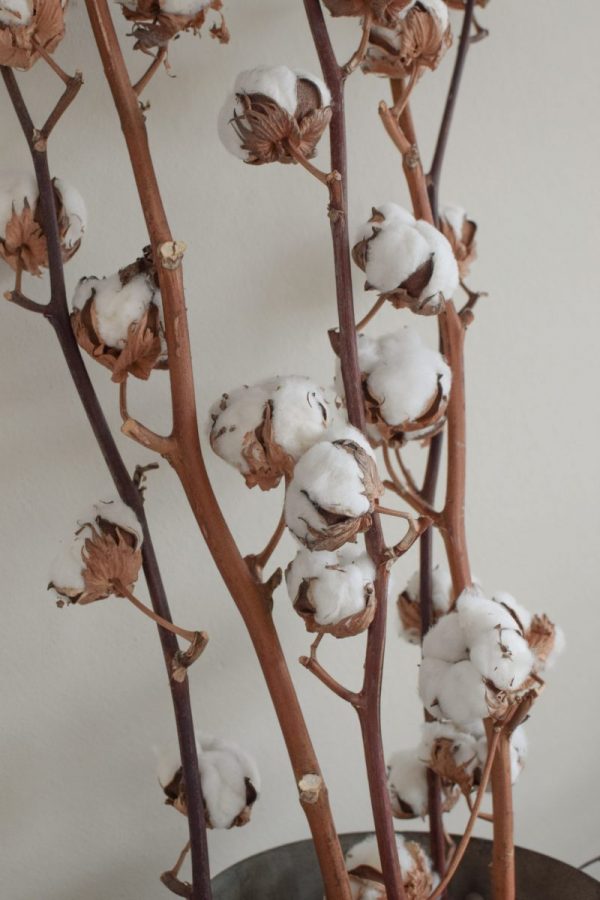 Baumwollblüten Baumwolle getrocknete Blüten Naturdeko Kreativsein Basteln Dekoidee