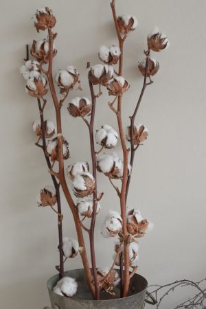 Baumwollblüten Baumwolle getrocknete Blüten Naturdeko Kreativsein Basteln Dekoidee
