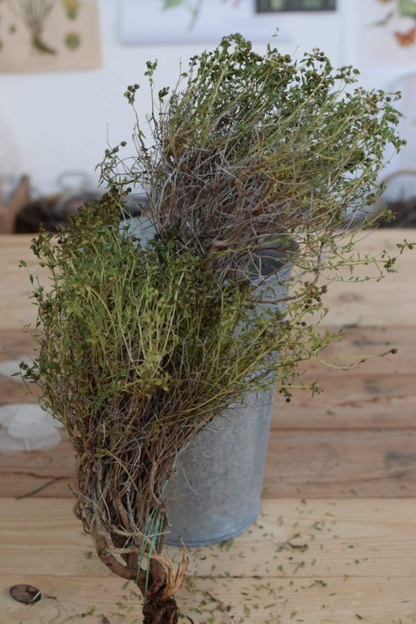 Euphorbia Spinoza grün mit Blätter getrocknet kaufen und dekorieren. Naturdeko selber machen. Natürlich dekorieren