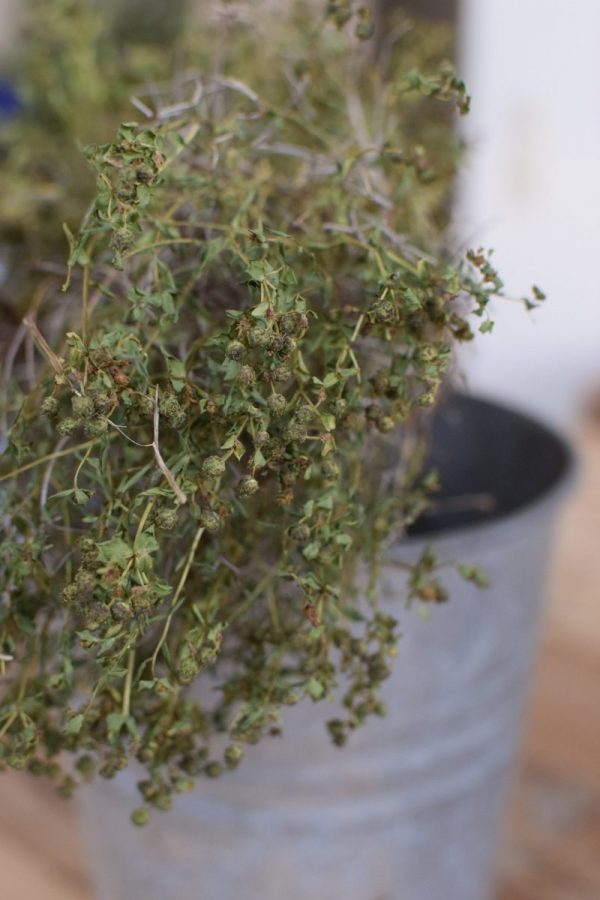 Euphorbia Spinoza grün mit Blätter getrocknet kaufen und dekorieren. Naturdeko selber machen. Natürlich dekorieren