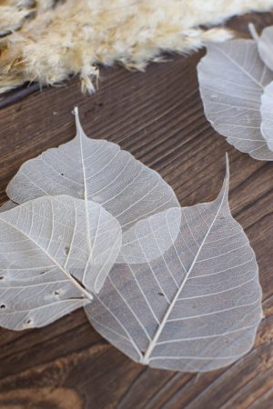 Skelettblätter: getrocknetes Naturmaterial für deine Naturdeko. Basteln Kreativsein Natur Blatt Blätter trocken