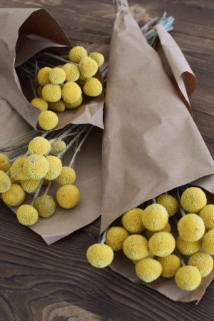 Craspedia getrocknet eignet sich hervorragend für deine Naturdekoidee. Die gelben Trommelstöcke sind tolle Trockenblumen. Deko Deko mit Naturmaterialien