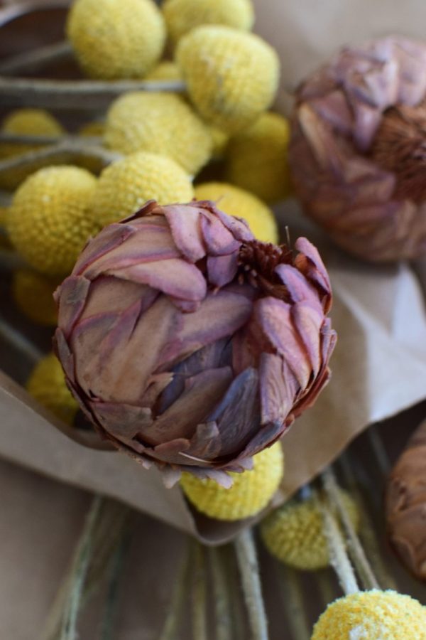Protea getrocknet eignet sich hervorragend für deine Naturdekoidee. Die Blüten der Protea sind tolle Trockenblumen. Deko Deko mit Naturmaterialien