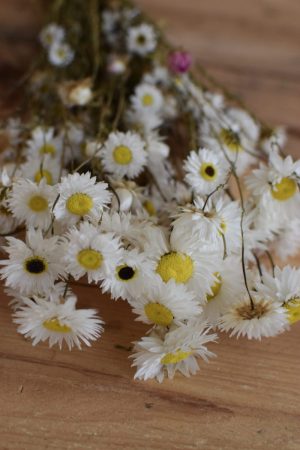 Strohblume Acroclinium weiß getrocknet im Bund Trockenblumen Kranz Kränze Kranzbinden