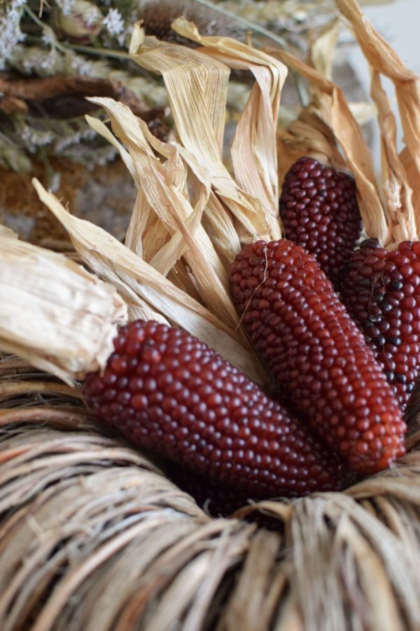 Mais getrocknet für deine Herbstdeko: Mini Erdbeermais in roten Tönen. Dekoidee Herbst Mais