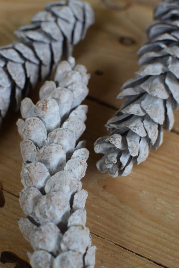 Kieferzapfen getrocknet weiß für deine Naturdeko an Weihnachten und im Herbst Dekoidee Naturmaterialien