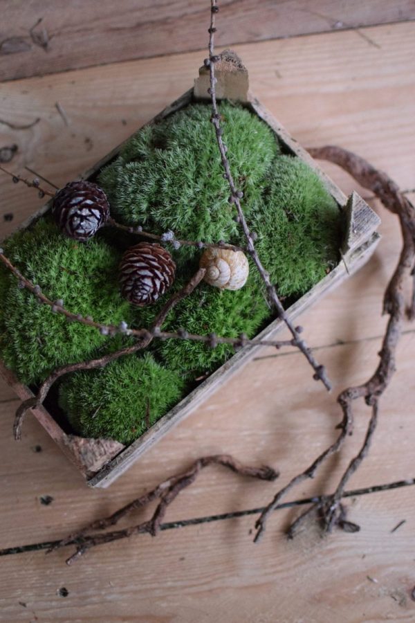 Moos Bollenmoos kaufen bei Mrs Greenery. Naturdeko natürlich dekorieren und kreativsein mit frischem Moos aus der Holzkiste