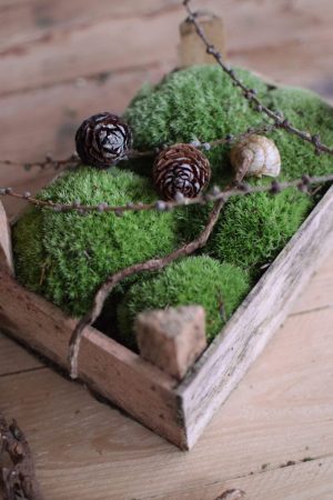 Moos Bollenmoos kaufen bei Mrs Greenery. Naturdeko natürlich dekorieren und kreativsein mit frischem Moos aus der Holzkiste