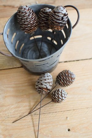 Murii Zapfen mit Stecker getrocknet für deine Naturdeko an Weihnachten und im Herbst Dekoidee Naturmaterialien