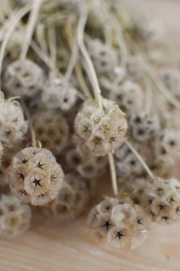 Deko mit Trockenblumen: Scabosia Taubenkraut getrocknet. Kranzbinden Deko mit Naturmaterialien
