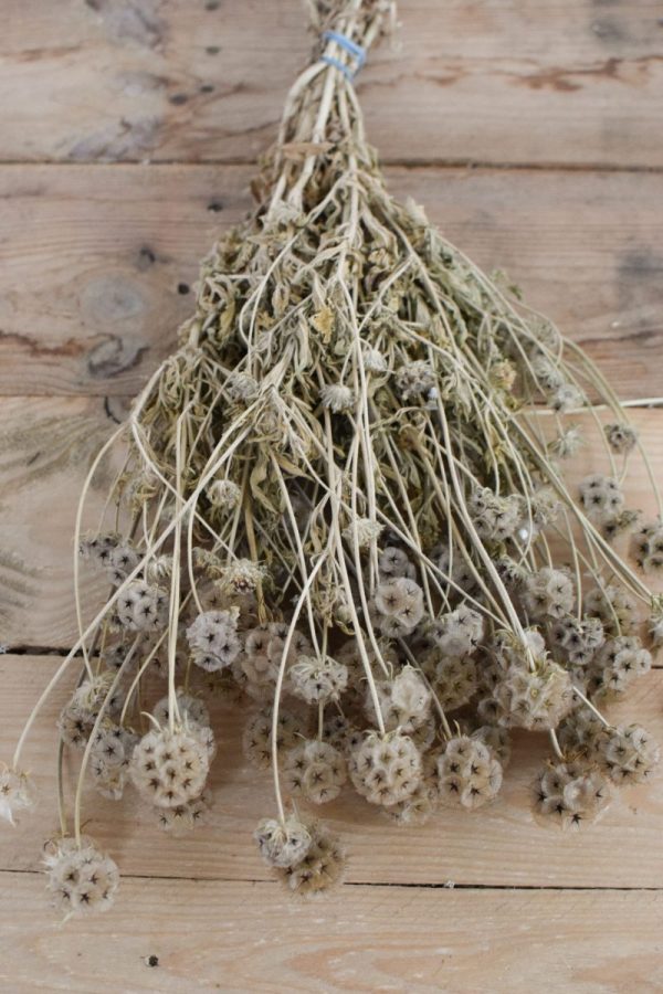 Deko mit Trockenblumen: Scabosia Taubenkraut getrocknet. Kranzbinden Deko mit Naturmaterialien