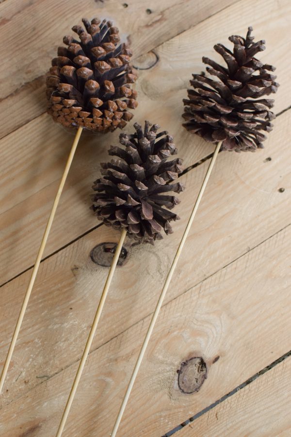 Tannenzapfen Zapfen mit Stecker getrocknet für deine Naturdeko an Weihnachten und im Herbst Dekoidee Naturmaterialien