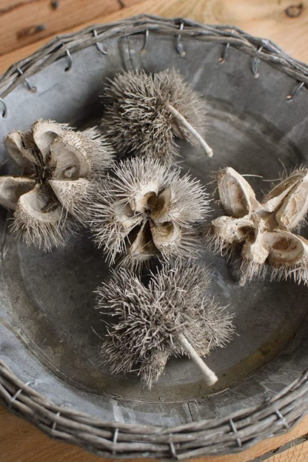 Getrocknete wilde Kastanie für deine Herbst- und Winterdeko. Selbermachen Dekoidee mit Naturmaterialien
