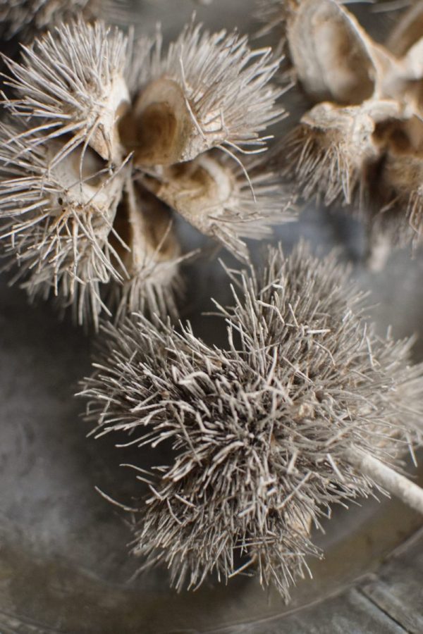 Getrocknete wilde Kastanie für deine Herbst- und Winterdeko. Selbermachen Dekoidee mit Naturmaterialien