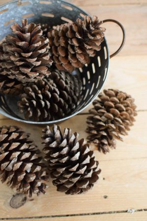 Tannenzapfen Zapfen getrocknet für deine Naturdeko an Weihnachten und im Herbst Dekoidee Naturmaterialien