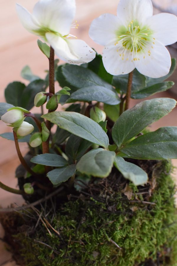 Christrose Schneerose Helleborus Winterdeko Frühlingsdeko weiße Blüte Deko dekoidee Naturdeko