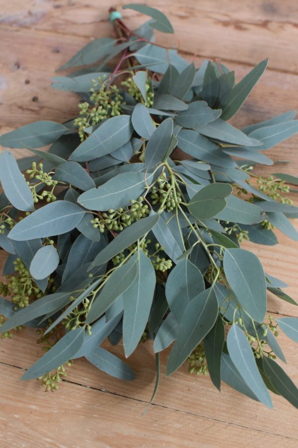 Eukalyptus Populus mkt Beeren Früchten. Perfekt für Greenery Sträuße und Kränze. Trocknet wunderschön ein.