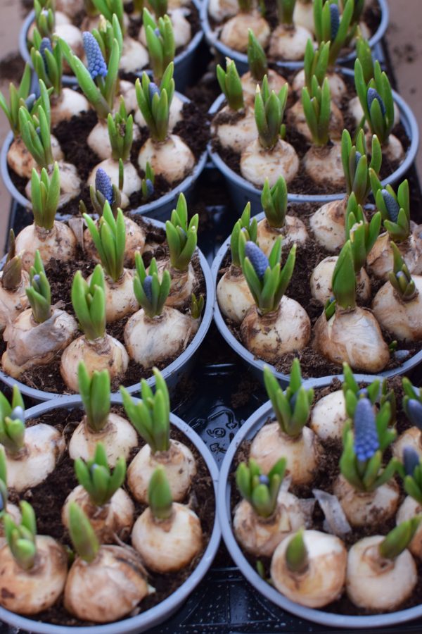 Muscari Traubenhyazinthe Hyazinthe im Topf. Frühlingsblüher Frühlingsdeko mit Naturmaterialien Topfpflanze