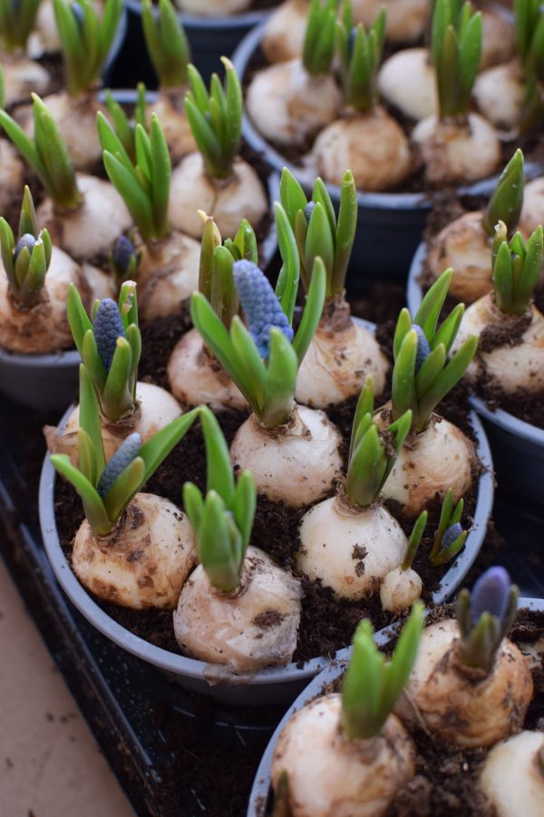 Muscari Traubenhyazinthe Hyazinthe im Topf. Frühlingsblüher Frühlingsdeko mit Naturmaterialien Topfpflanze