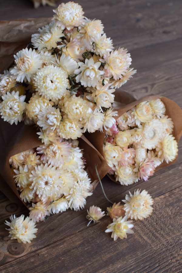Strohblume weiß Vintage getrocknet Trockenblumen Deko Naturdeko Naturmaterialien Kreativsein