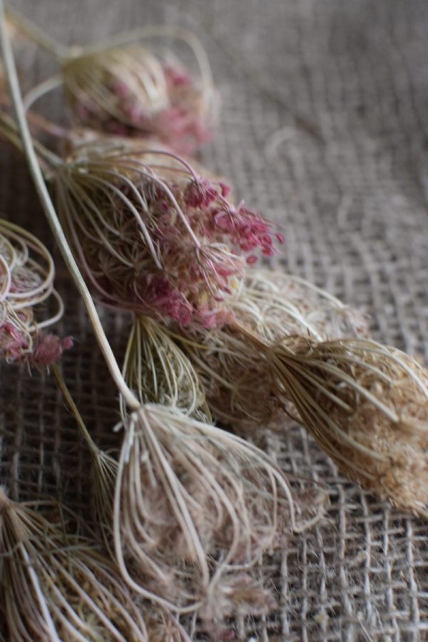 Trockenblumen: Fenchel getrocknet für deine Deko aus getrockneten Pflanzen