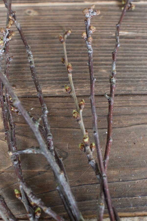 Ein Bund Kirschzweige. Frisch vorgetrieben Kirsche Zweige Äste Frühlingsblüher
