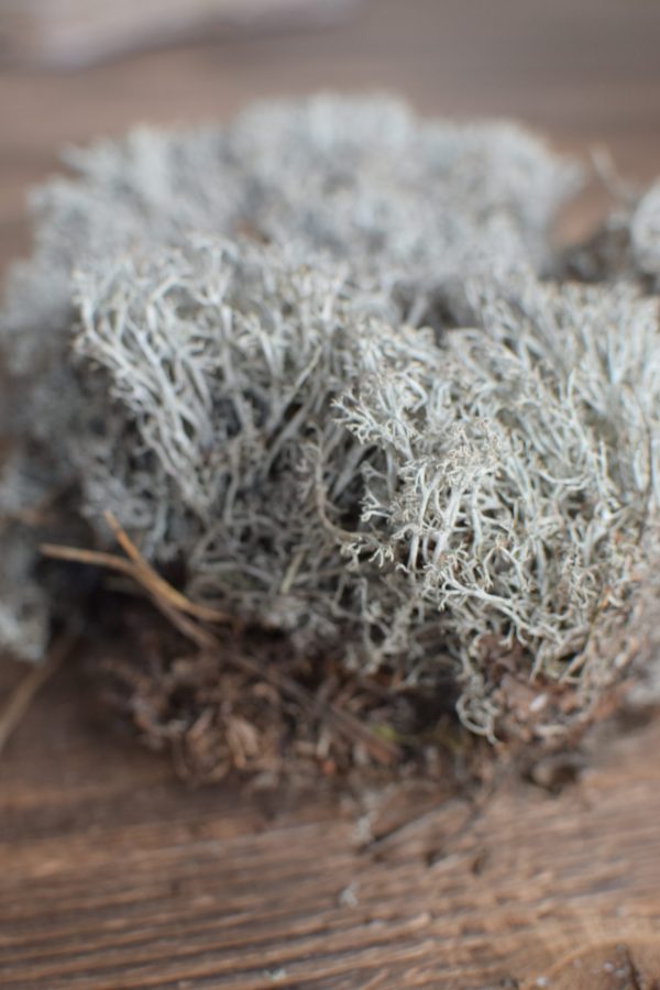Silbermoos trocken getrocknetes Moos für deine Naturdeko Naturmaterial Moos Trocken Dekoidee DIY