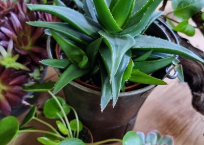 Hauswurz Sempervivum Sukkulenten Aloe im Mrs Greenery Shop bestellen kaufen