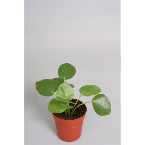 Pilea Mini Trend Topfpflanze Pflanze Zimmerpflanze von Mrs Greenery