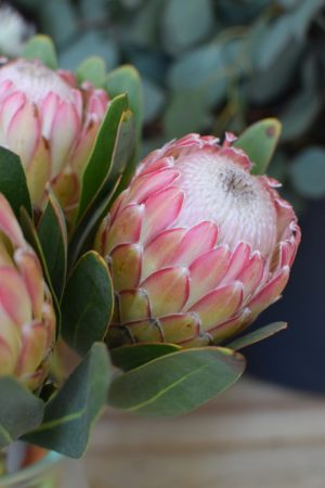 Protea die Trendblume. Proteen trocknen toll ein und können immer wieder dekoriert werden.