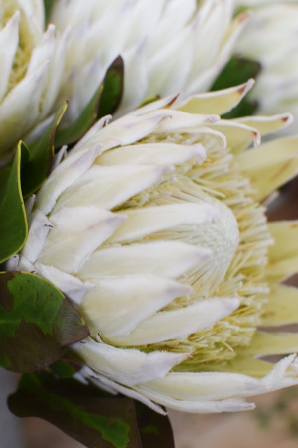 Protea die Trendblume. Proteen trocknen toll ein und können immer wieder dekoriert werden.