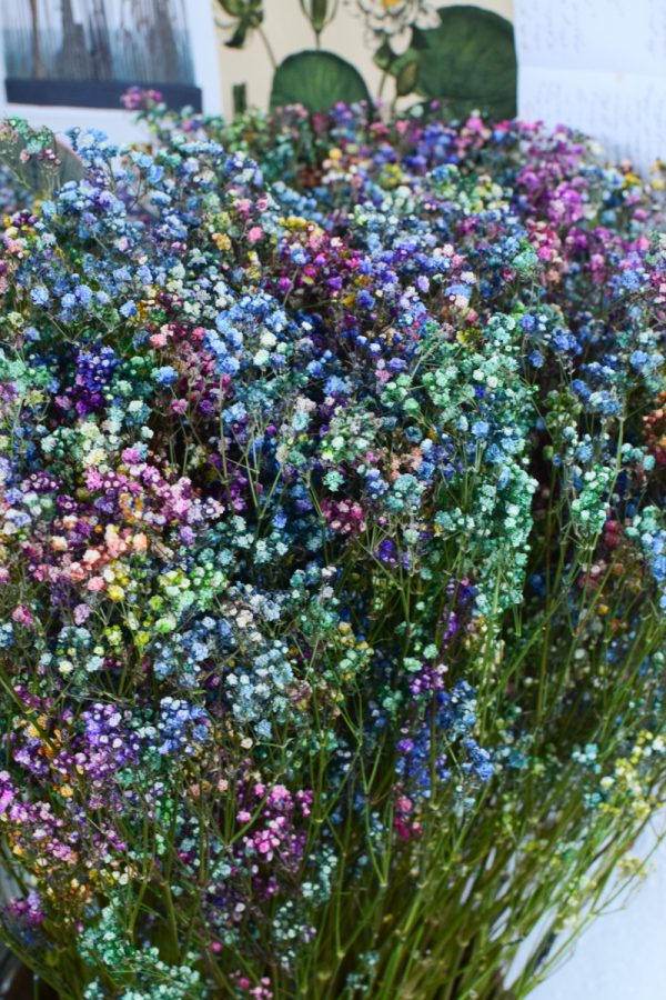 Schleierkraut bunt. Getrocknetes Schleierkraut für deine Naturdeko Trockenblumen bunt.