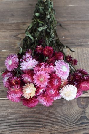 Strohblume Rodanthe Pink Rosa Trockenblumen zum Kreativsein getrocknete Blüten Trend