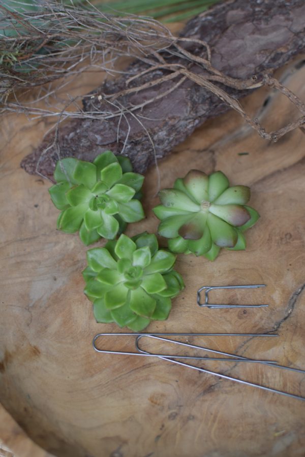 Sukkulente Mini Hauswurz ohne Wurzel kreativ kreativsein zum stecken Kränze kreativsein Naturdeko Naturmaterial im Mrs Greenery Shop bestellen kaufen
