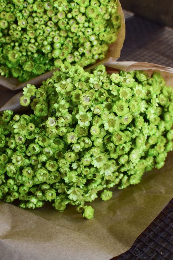 Glixia apfelgrün grün Trockenblume Strohblume Kreativsein und gestalten mit Trockenblumen Naturdeko Dekoidee