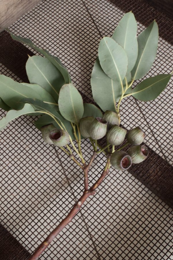 Eukalyptus Zweig mit Fruechten. Eukalyptus Kapseln frisch Naturdeko Dekoidee mit Mrs Greeenery Shop