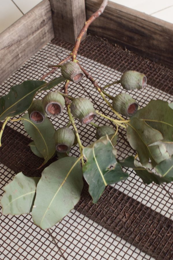 Eukalyptus Zweig mit Fruechten. Eukalyptus Kapseln frisch Naturdeko Dekoidee mit Mrs Greeenery Shop