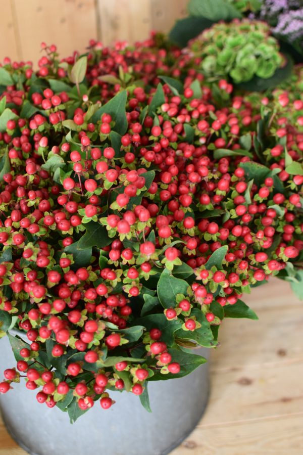 Hypericum rot ein Bund. Ganz frisch für deine Herbstdeko. Deko mit roten Beeren vom Mrs Greenery Shop. Johanniskraut bestellen